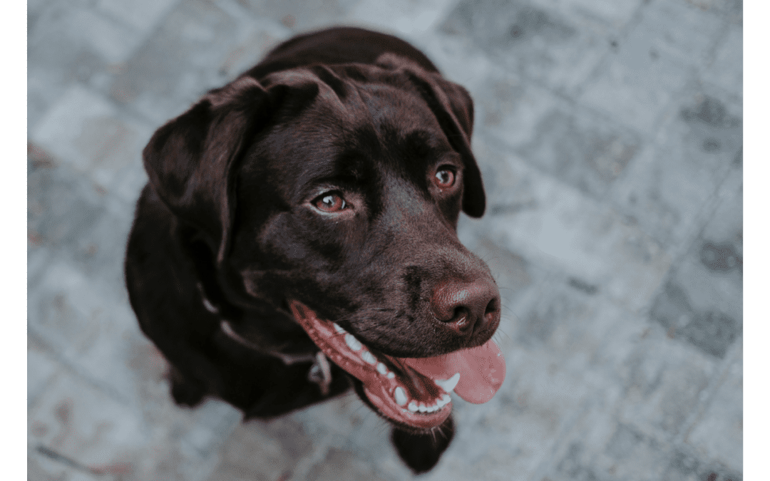 Brown lab looking up with tongue hanging out of mouth.