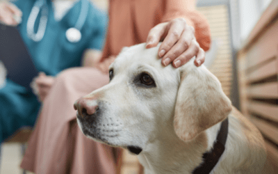 Vaccine Clinics: Why They Matter to Our Pet Community